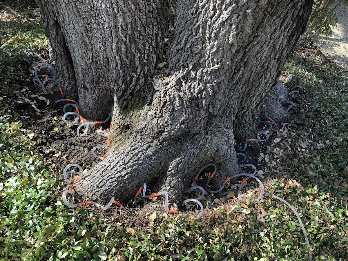 Detailed Tree Cabling and Bracing job site in Sunbury
